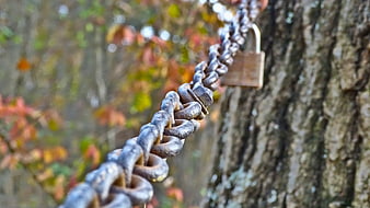 Rusty Chain and Padlock on Tree in Autumn Forest