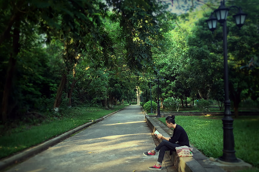 Man reading book on park bench under trees