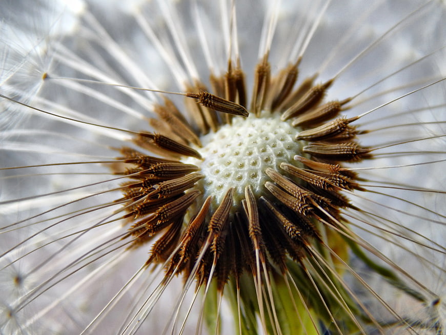 Macro Close-Up of Dandelion Seed Head Structure