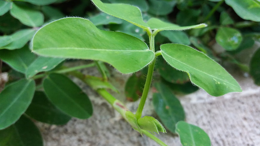 Close-up of green peanut plant leaves with fine hairs