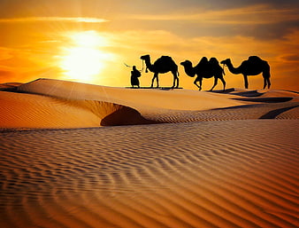 Silhouette of camel caravan crossing desert dunes at sunset
