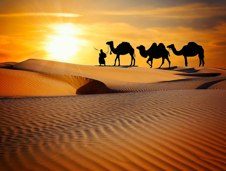 Silhouette of camel caravan crossing desert dunes at sunset