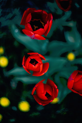 Vibrant Red Tulips with Dark Teal Background