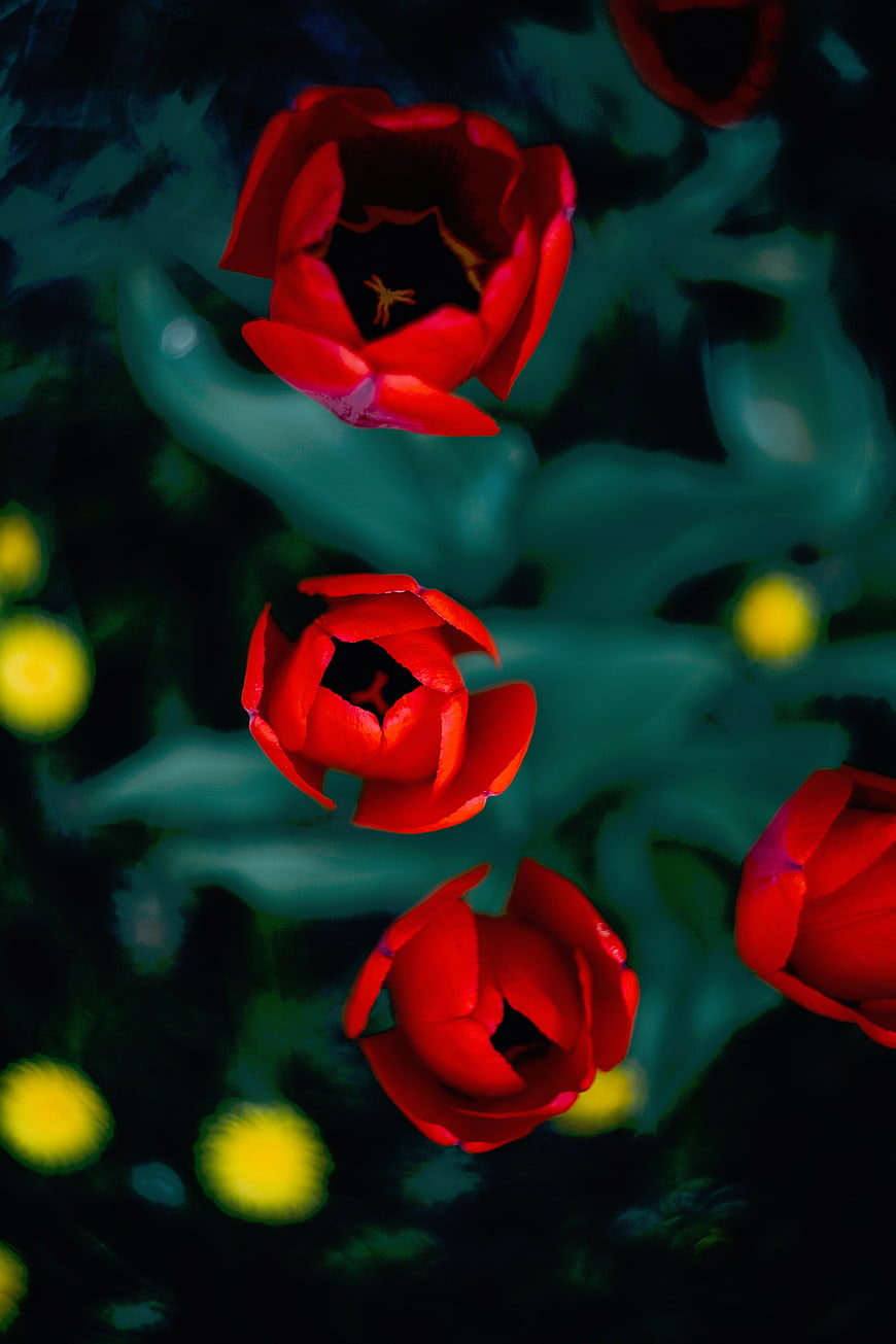 Vibrant Red Tulips with Dark Teal Background