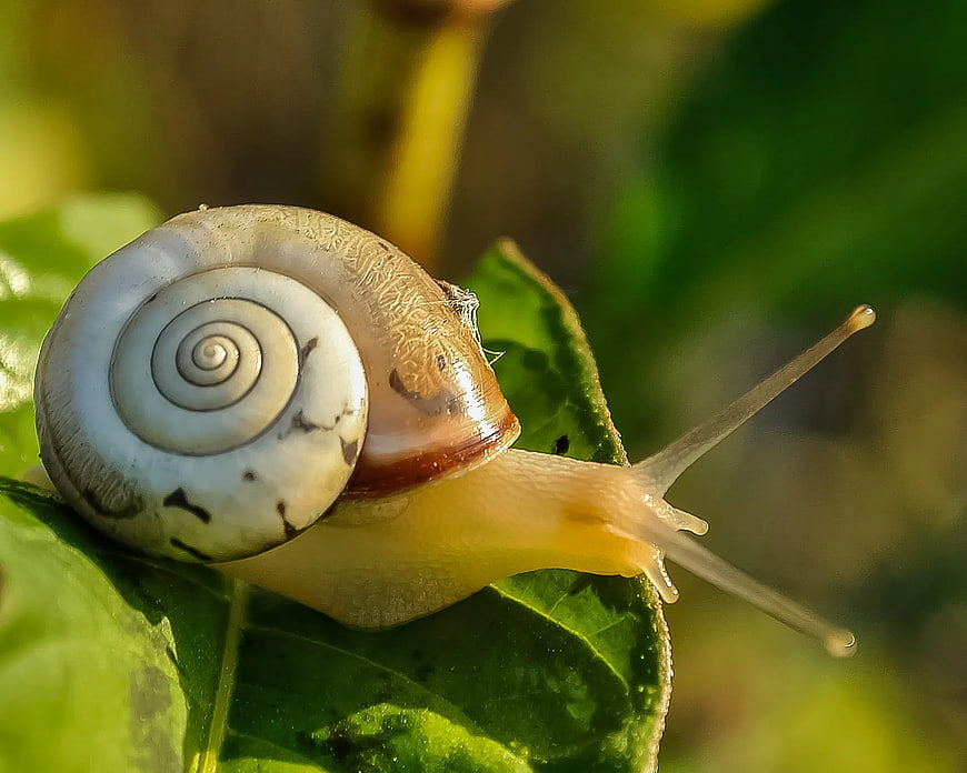 Close-up of a snail on a green leaf in sunlight