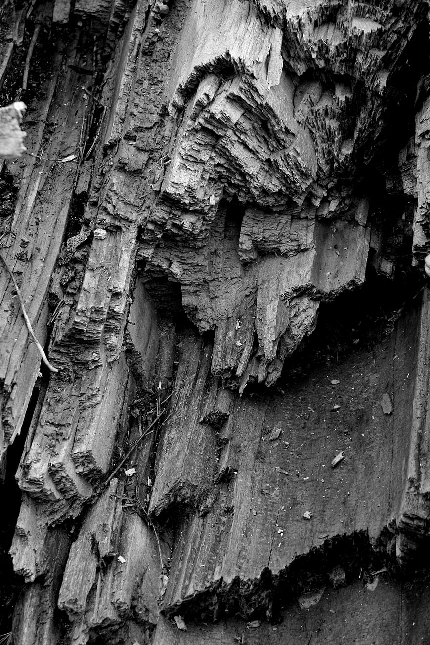 Close-up of weathered tree bark texture in black and white