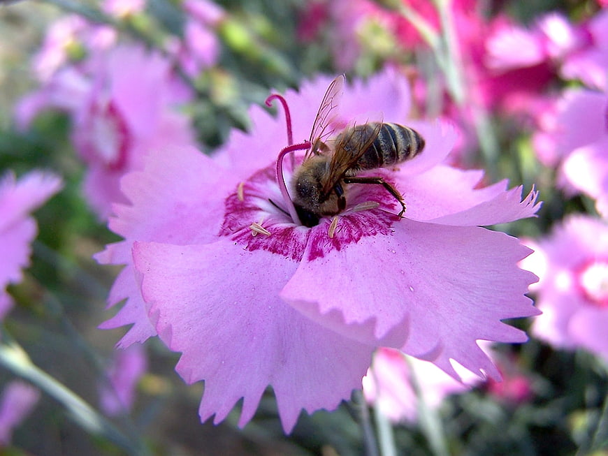 Honey Bee Pollinating Pink Dianthus Flower Close-Up