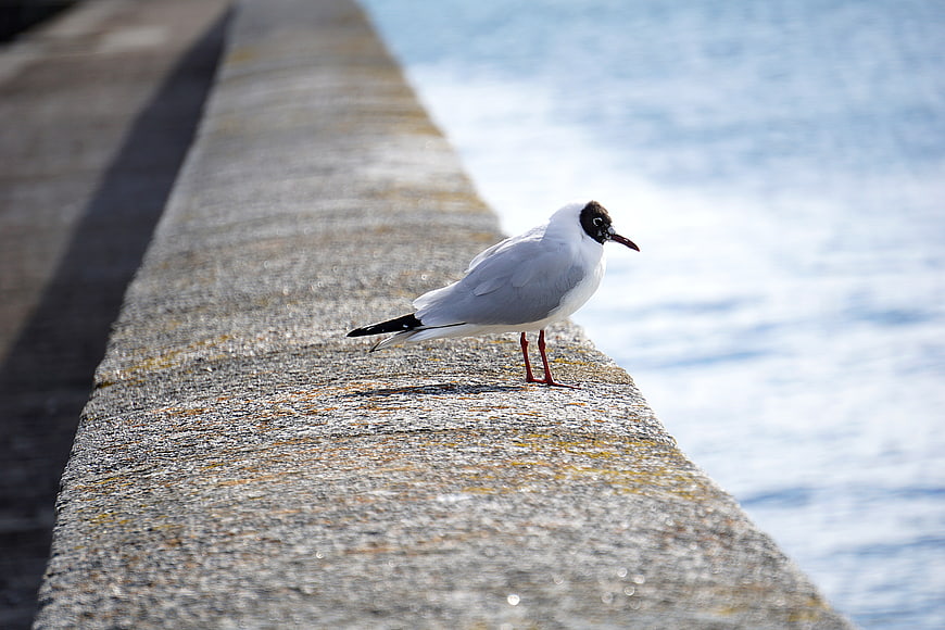 Seagull standing on concrete pier edge by water