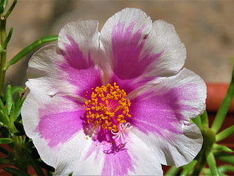 Close-up of a pink and white Portulaca flower with yellow center