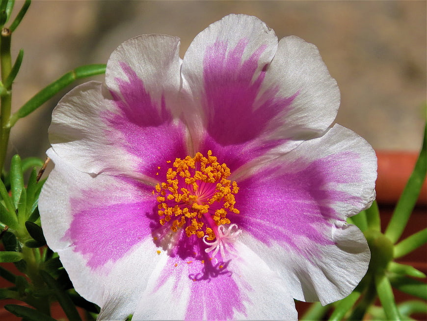 Close-up of a pink and white Portulaca flower with yellow center
