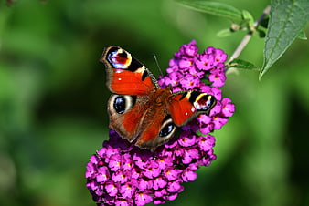 Peacock butterfly perched on vibrant purple buddleia flower cluster