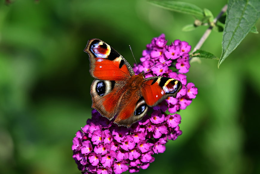 Peacock butterfly perched on vibrant purple buddleia flower cluster