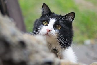 Curious black and white cat looking up outdoors
