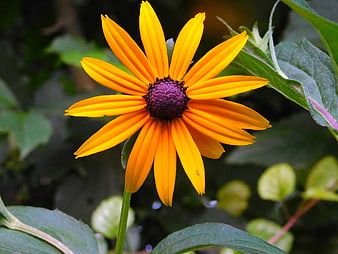 Close-up of a vibrant orange Rudbeckia flower with purple center