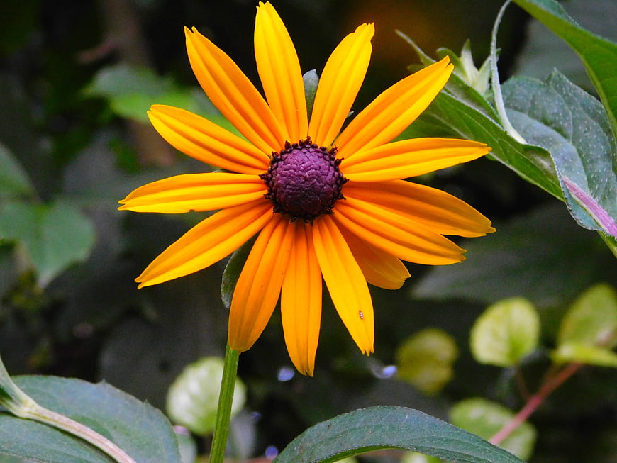 Close-up of a vibrant orange Rudbeckia flower with purple center