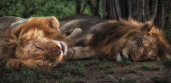 Two male lions sleeping peacefully in the shade of a tree