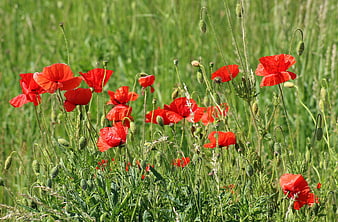Vibrant red poppies blooming in a lush green meadow