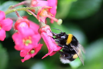 Close-up of a bumblebee pollinating a pink flower
