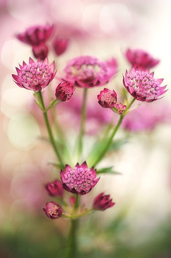 Pink Scabious Flowers with Soft Bokeh Background
