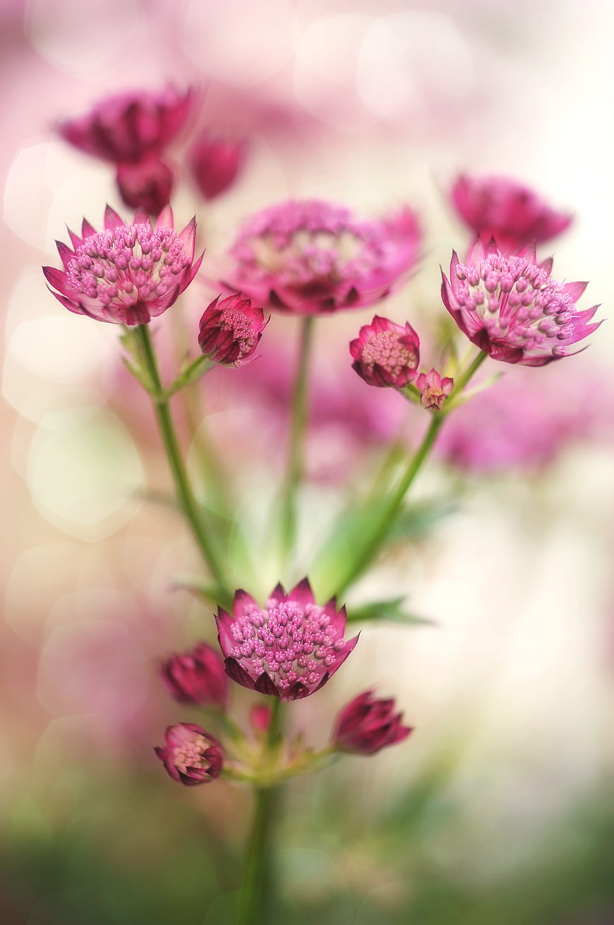 Pink Scabious Flowers with Soft Bokeh Background