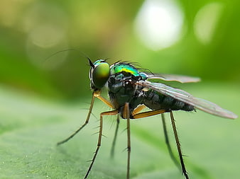 Macro photography of a metallic green long-legged fly on a leaf