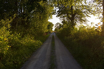 Sunlit gravel path through lush green forest trees