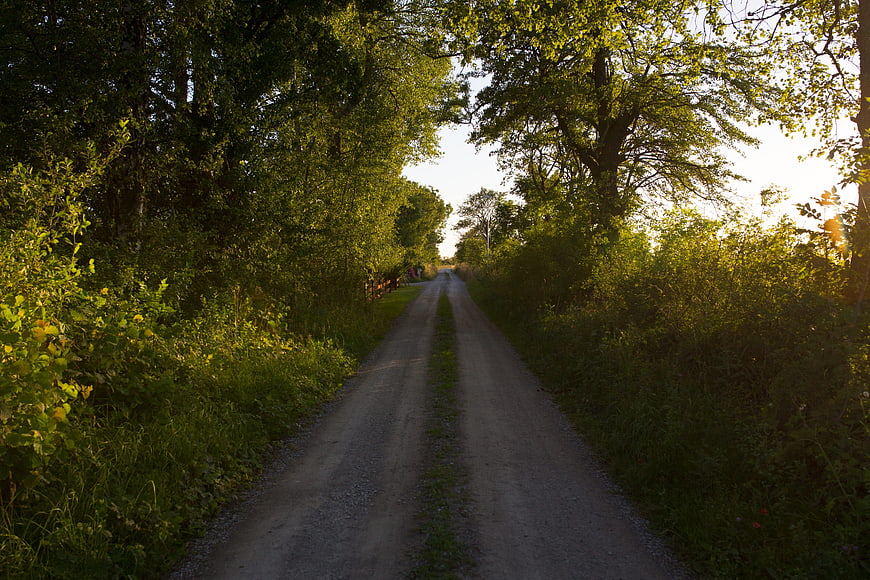 Sunlit gravel path through lush green forest trees