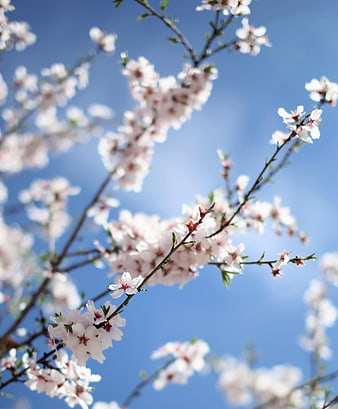 White Blossoms on Branches Against Blue Sky