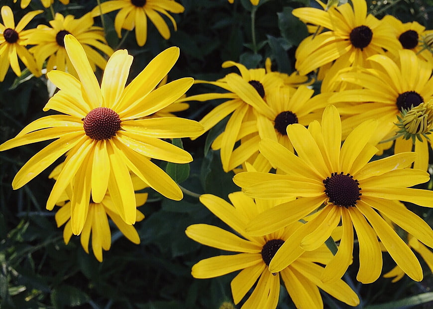 Vibrant Yellow Black-Eyed Susans in Summer Garden