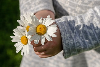 Child's hands holding daisies in a white knitted sweater