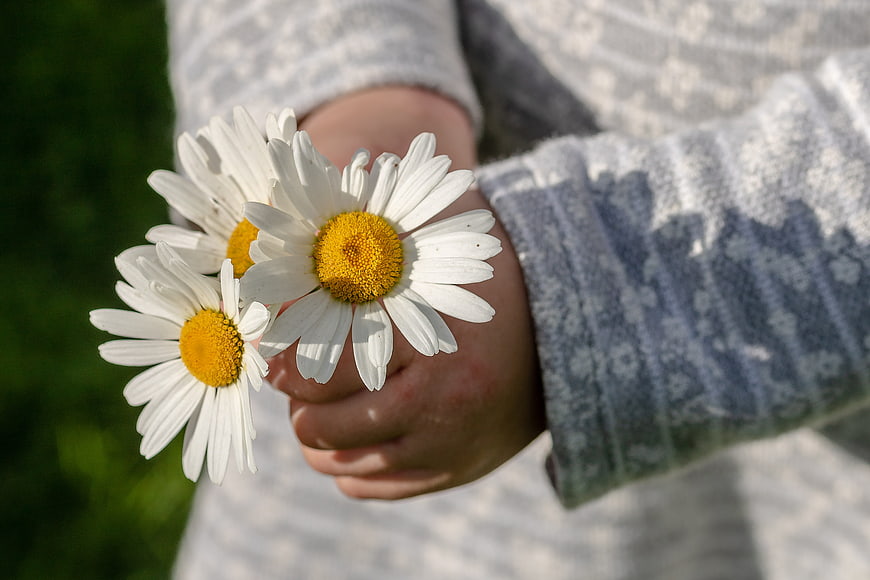 Child's hands holding daisies in a white knitted sweater