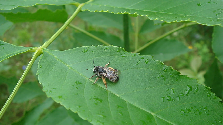 Close-up of a bee resting on a green leaf with water droplets