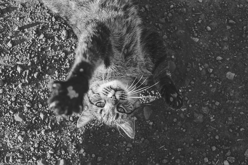 Black and White Tabby Cat Lying on Gravel