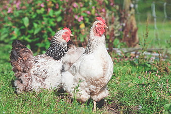 Two free-range chickens in a sunny garden