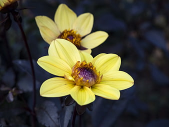 Close-up of Yellow Dahlia Flowers with Dark Background