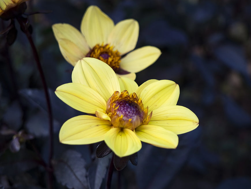Close-up of Yellow Dahlia Flowers with Dark Background