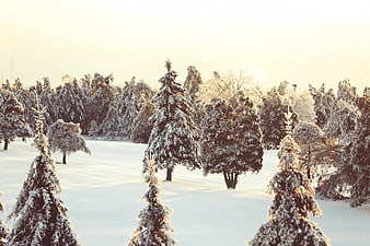 Snow-covered pine trees in a winter forest at golden hour