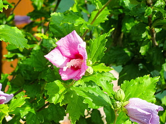 Pink Hibiscus Flower with Water Droplets on Green Leaves