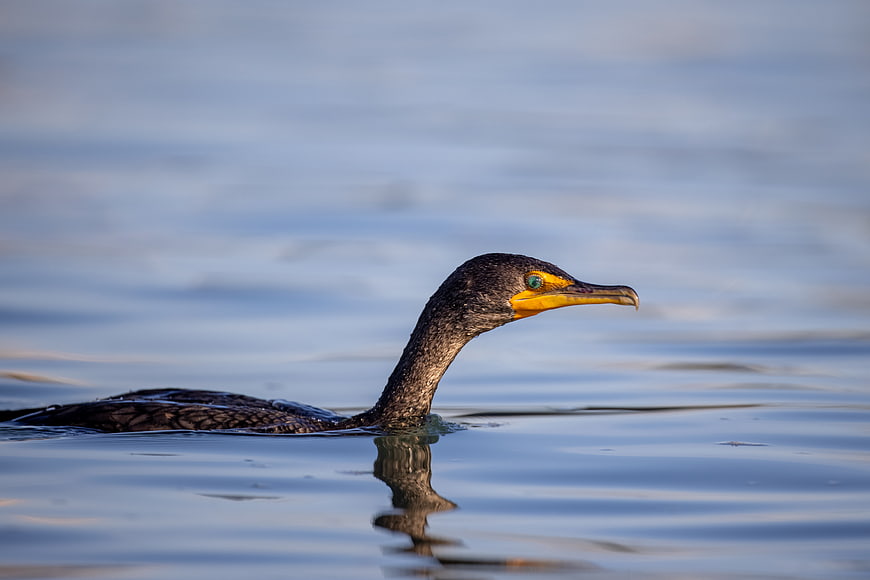 Double-crested Cormorant Swimming in Calm Blue Water