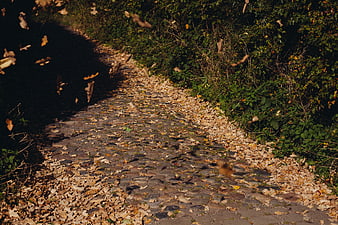 Cobblestone Path with Falling Autumn Leaves in Forest