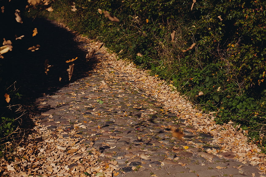 Cobblestone Path with Falling Autumn Leaves in Forest