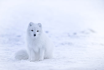 Arctic Fox Sitting in Snowy Winter Landscape
