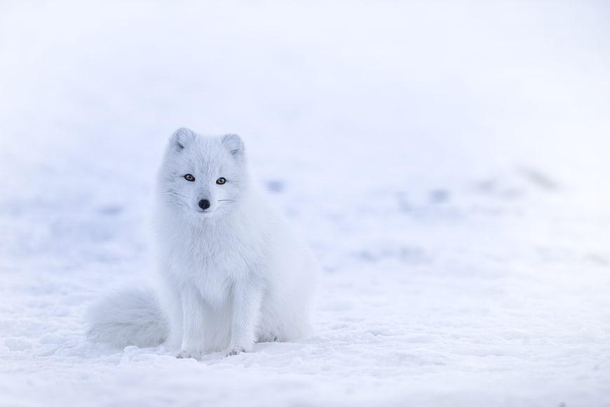 Arctic Fox Sitting in Snowy Winter Landscape