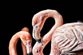 Close-up of two pink flamingos with detailed feathers against a black background