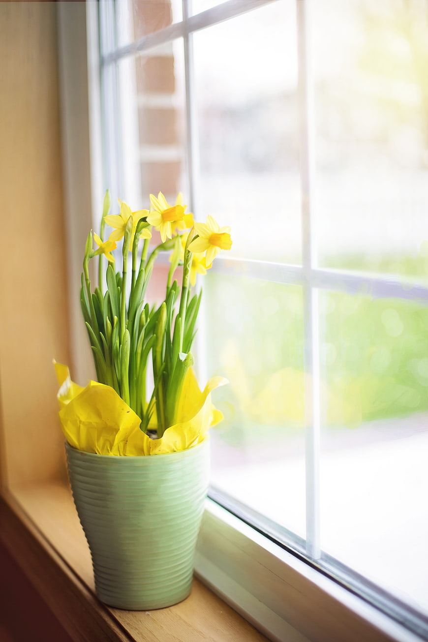 Yellow Daffodils in Green Pot on Sunny Windowsill