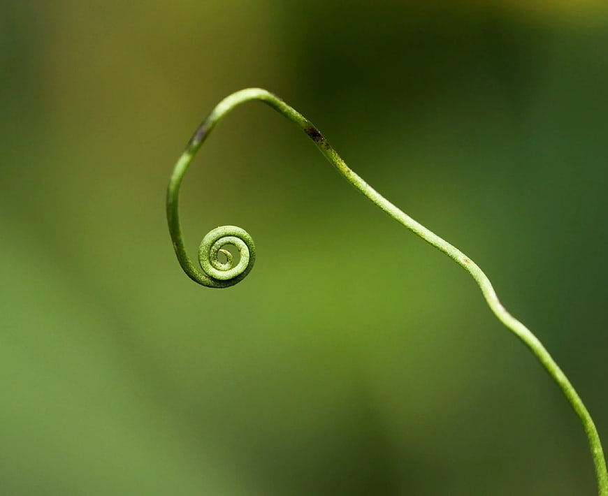 Macro Photography of a Spiraling Green Plant Tendril