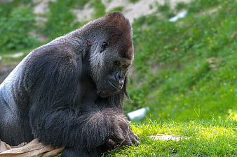 Silverback Gorilla Sitting on Grass in Natural Habitat