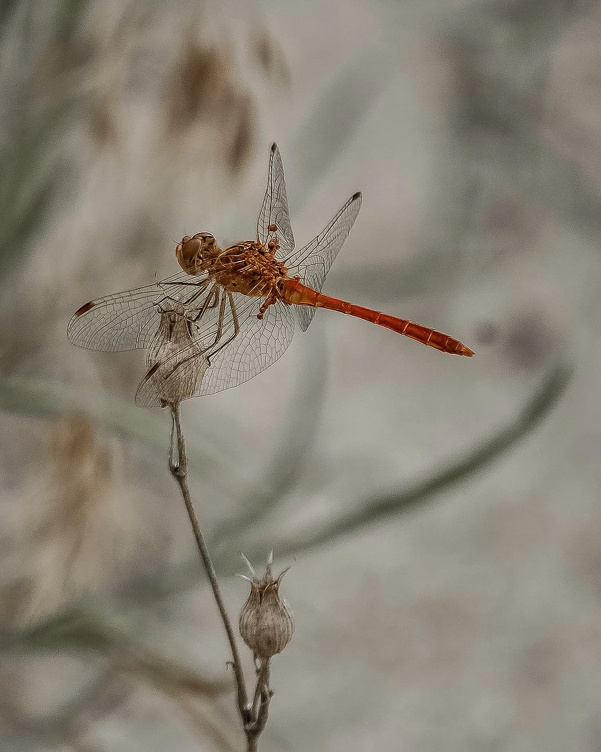 Red Dragonfly Perched on Dried Plant Stem