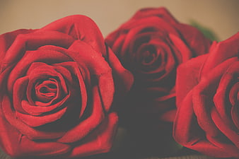 Close-up of three red roses with vintage filter