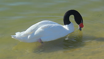 Black-necked Swan Swimming in Murky Green Water